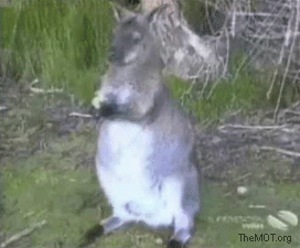 Rabe vs. Känguru